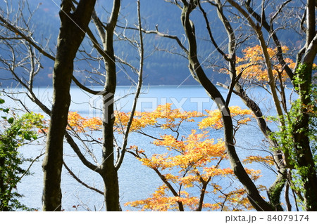 箱根7芦ノ湖紅葉真っ盛り 84079174