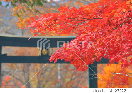 栃木県日光市中宮祠 中禅寺湖畔二荒山神社中宮祠の鳥居と紅葉 栃木県日光市中宮祠 中禅寺湖畔二荒山神社中宮祠の鳥居と紅葉 84079224