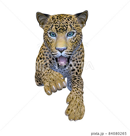 ヒョウ ヒョウ 84080265