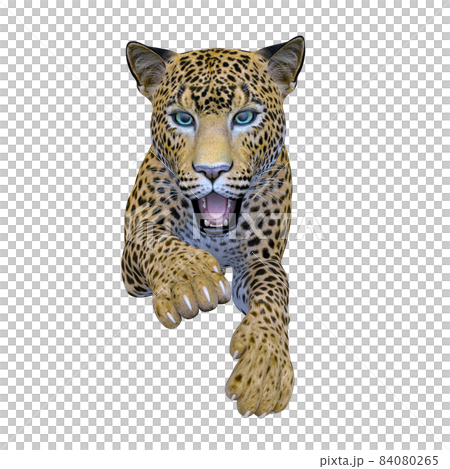 ヒョウ ヒョウ 84080265
