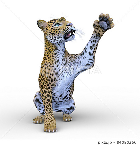 ヒョウ ヒョウ 84080266