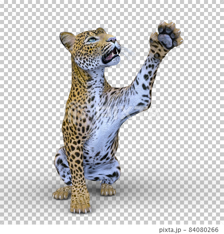 ヒョウ ヒョウ 84080266