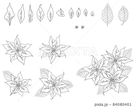 ポインセチアのイラストセット(線画) ポインセチアのイラストセット(線画) 84080401