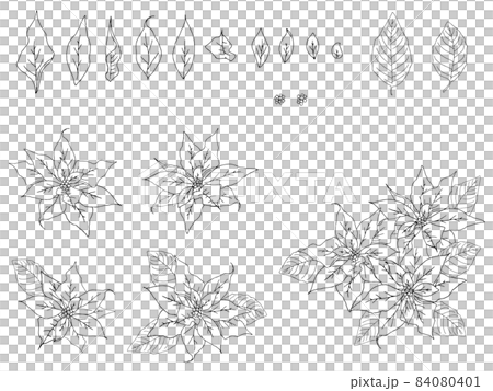 ポインセチアのイラストセット(線画) ポインセチアのイラストセット(線画) 84080401