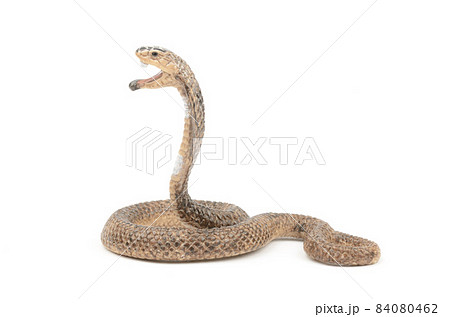 コブラ コブラ 84080462