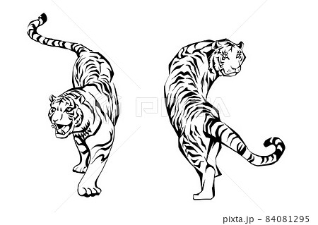 虎 2匹 テンプレ のイラスト素材 [84081295] - PIXTA