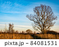 A lonely large branching tree without leaves against a blue sky with white clouds. 84081531