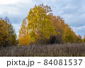 Background of dry tall grass and trees with orange-yellow leaves. 84081537