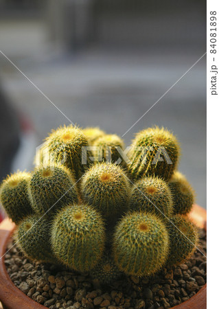close up notocactus leninghausii in planting pot 84081898