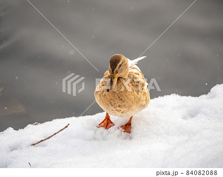 Yellow colored Mallard female Duck on the white snow background. Animal polymorphism 84082088