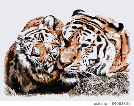 寄り添うトラ 84082350
