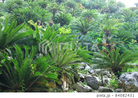 やんばる国立公園 大石林山 ソテツ群落 やんばる国立公園 大石林山 ソテツ群落 84082431