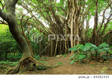 やんばる国立公園　大石林山　ガジュマルの木 84082434