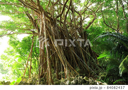 やんばる国立公園 大石林山 ガジュマルの木 やんばる国立公園 大石林山 ガジュマルの木 84082437