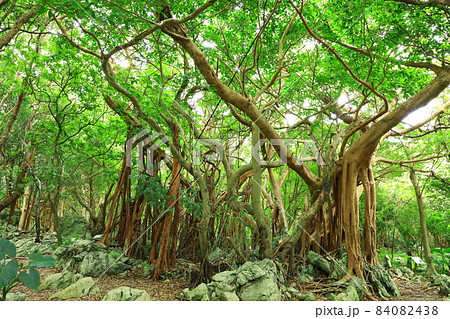 やんばる国立公園 大石林山 ガジュマルの木 やんばる国立公園 大石林山 ガジュマルの木 84082438