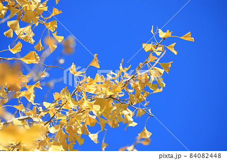 散る間近のイチョの葉 84082448