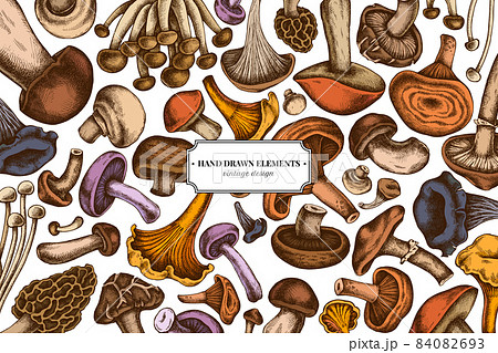Colored elements design with oyster mushroom, champignon, honey agaric, shiitake, porcini, morel 84082693