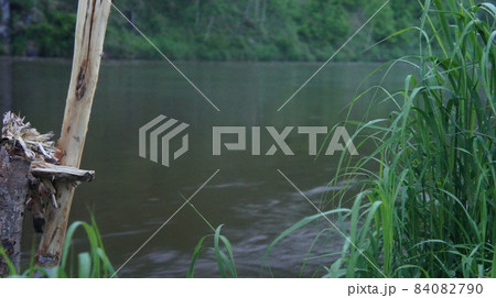 Twilight on the river, green grass and water flow. Twilight on the river, green grass and water flow. 84082790