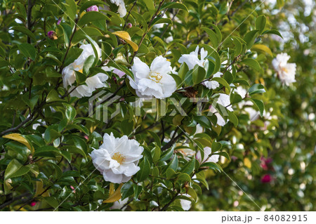 サザンカ 84082915