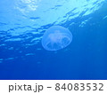 海中をのんびり漂うクラゲ 84083532