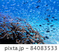サンゴに群れるデバスズメダイの乱舞 84083533