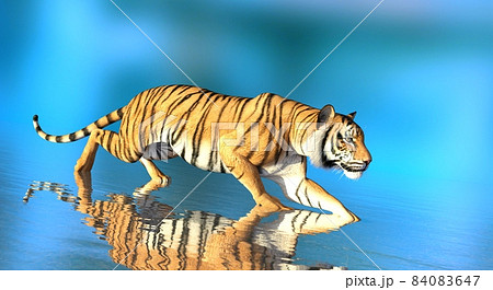 Tiger in water on blue background 3d illustrationのイラスト素材