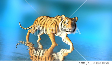 Tiger in water on blue background 3d illustrationのイラスト素材