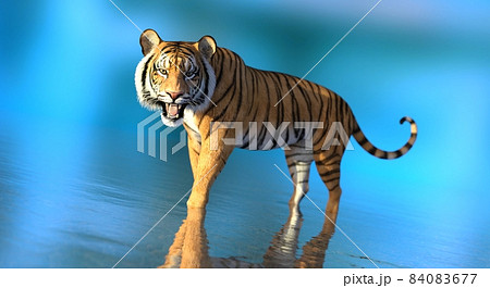 Tiger in water on blue background 3d illustration - Stock Illustration  [84083677] - PIXTA