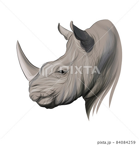 Rhino Head Portrait Rhinoceros Color Drawing のイラスト素材