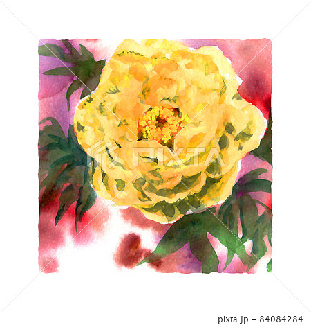 年賀状素材縁起物冬植物スクエアアイコン黄色牡丹 年賀状素材縁起物冬植物スクエアアイコン黄色牡丹 84084284