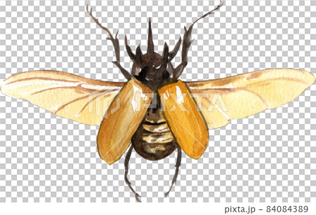 Watercolor hand painted cartoon bugs, beetles, insects 84084389