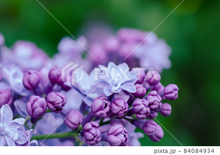 Lilac flowers macro 84084934