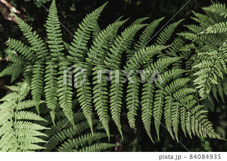 Fern leaf background Fern leaf background 84084935