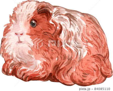 Guinea Pig Watercolor illustration isolated Guinea Pig Watercolor illustration isolated 84085110