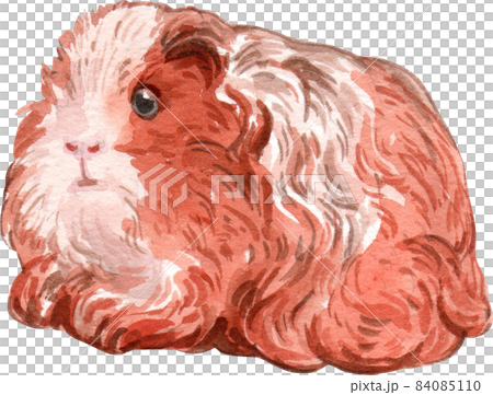 Guinea Pig Watercolor illustration isolated Guinea Pig Watercolor illustration isolated 84085110