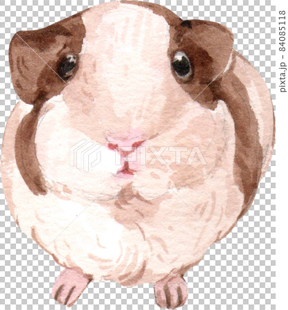 Guinea Pig Watercolor illustration isolated Guinea Pig Watercolor illustration isolated 84085118