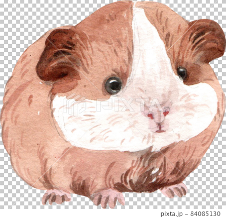 Guinea Pig Watercolor illustration isolated 84085130