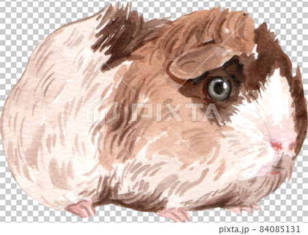 Guinea Pig Watercolor illustration isolated 84085131