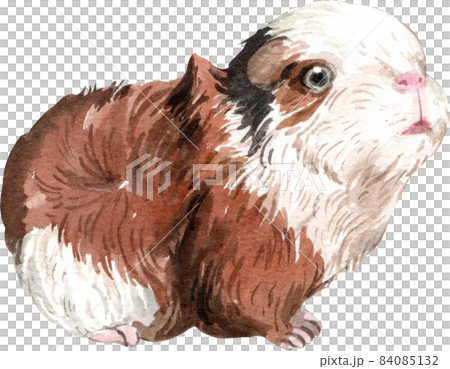 Guinea Pig Watercolor illustration isolated Guinea Pig Watercolor illustration isolated 84085132