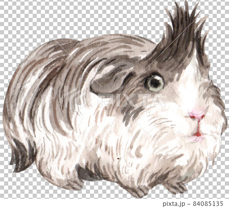 Guinea Pig Watercolor illustration isolated Guinea Pig Watercolor illustration isolated 84085135