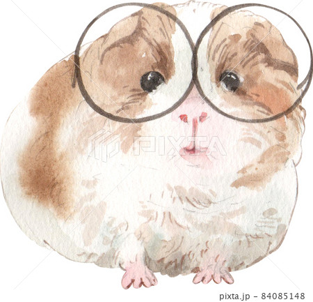 Guinea Pig Watercolor illustration isolated 84085148
