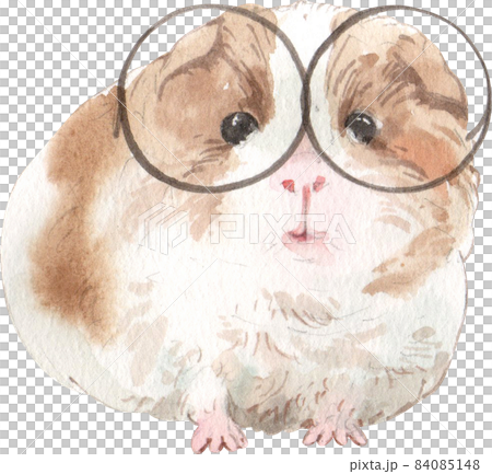 Guinea Pig Watercolor illustration isolated 84085148