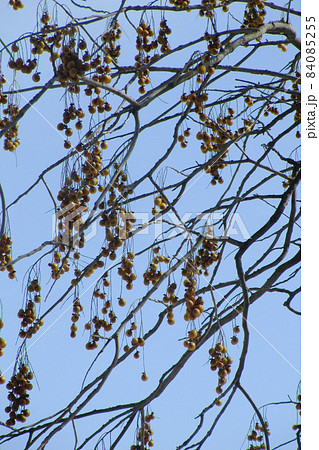 ムクロジの実 84085255