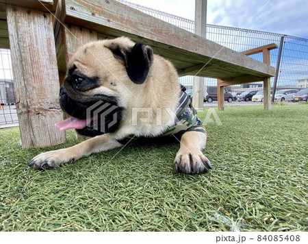 芝の上で伏せして休む犬 芝の上で伏せして休む犬 84085408