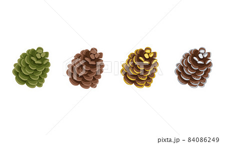 Set of brown and green cones of coniferous pine, spruce or cedar in gold sequins, with silver paint. Festive decoration for New Year, Christmas and design. Vector flat illustration 84086249