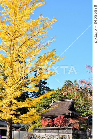 高野山 六時の鐘(銀杏の黄葉) 【和歌山県伊都郡高野町】 高野山 六時の鐘(銀杏の黄葉) 【和歌山県伊都郡高野町】 84086839