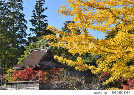高野山　六時の鐘(銀杏の黄葉)　【和歌山県伊都郡高野町】 84086844