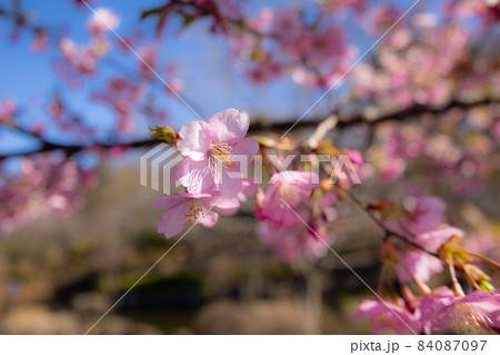 出会いと別れを彩る日本の花　サクラ 84087097