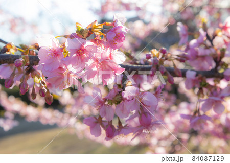 出会いと別れを彩る日本の花 サクラ 出会いと別れを彩る日本の花 サクラ 84087129