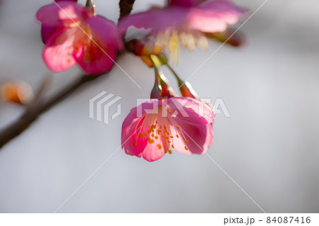 出会いと別れを彩る日本の花 サクラ 出会いと別れを彩る日本の花 サクラ 84087416